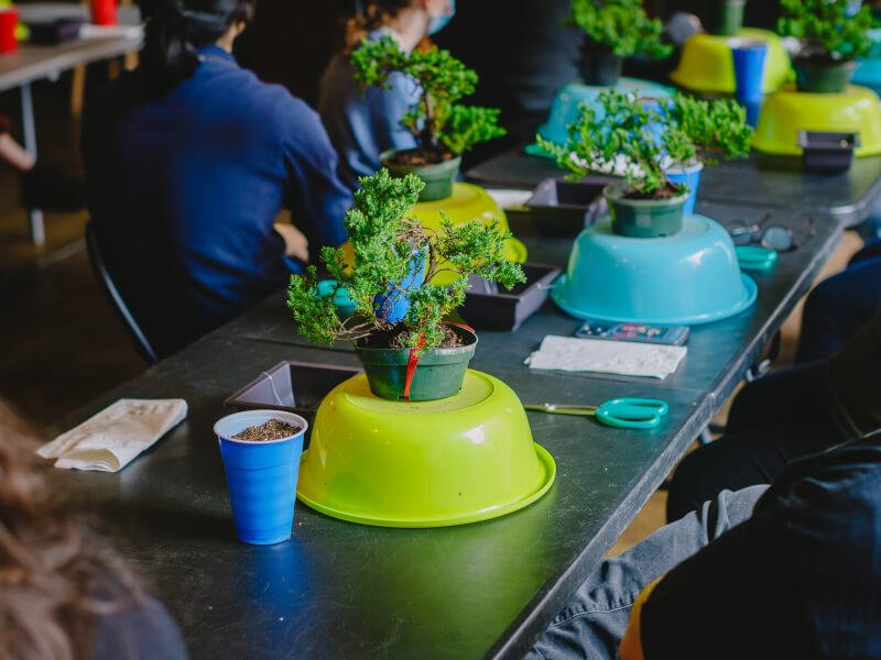 DIY bonsai trees